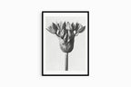 Karl Blossfeldt - Allium Ostroroskianum - Hakyarts