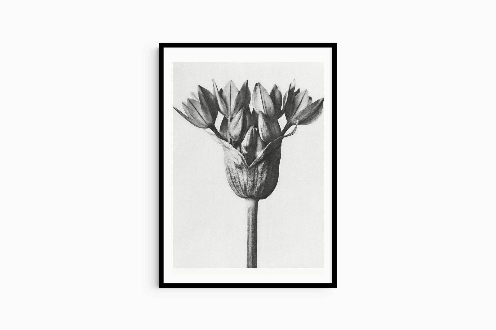 Karl Blossfeldt - Allium Ostroroskianum - Hakyarts