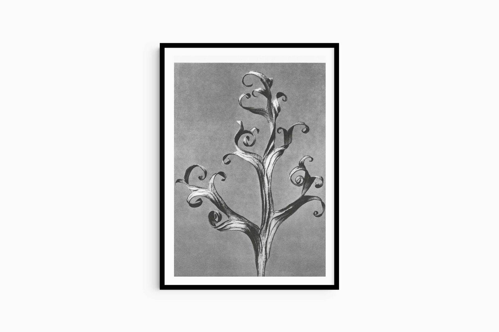 Karl Blossfeldt - Delphinium 'Larkspur' - Hakyarts