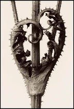 Set of 2 Picasso Style Poster Variation I & Karl Blossfeldt – Dipsacus Laciniatus (1928) | Contemporary Abstract & Botanical Wall Art