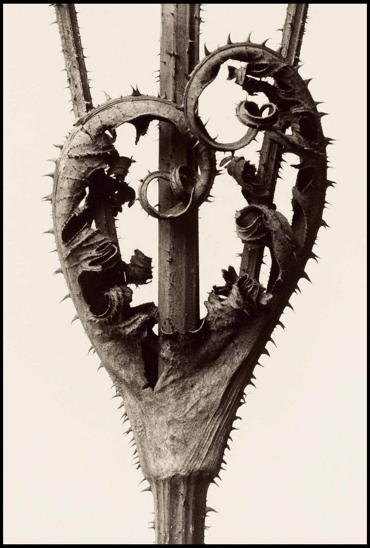 Set of 2 Picasso Style Poster Variation I & Karl Blossfeldt – Dipsacus Laciniatus (1928) | Contemporary Abstract & Botanical Wall Art