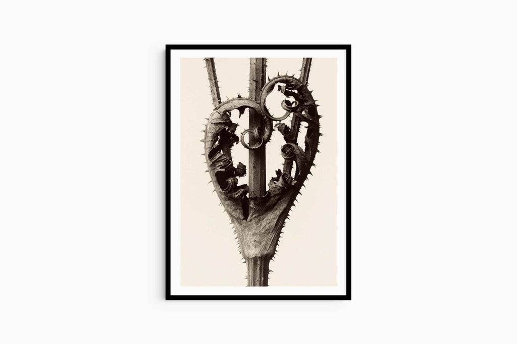 Karl Blossfeldt - Dipsacus Laciniatus - Hakyarts
