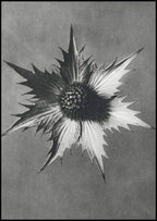 Karl Blossfeldt - Eryngium Giganteum - Hakyarts