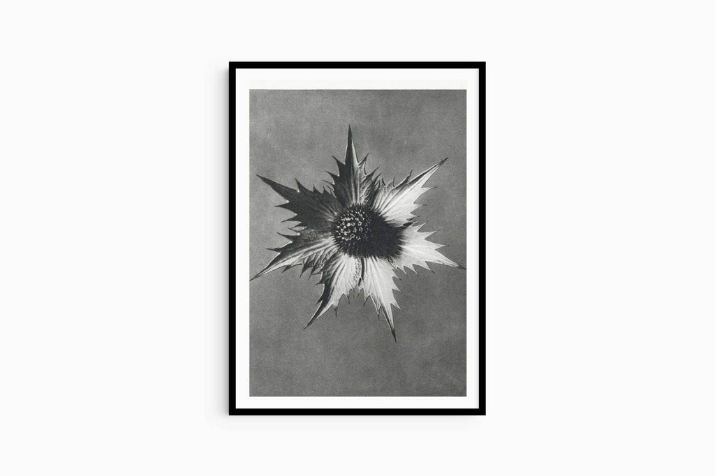 Karl Blossfeldt - Eryngium Giganteum - Hakyarts