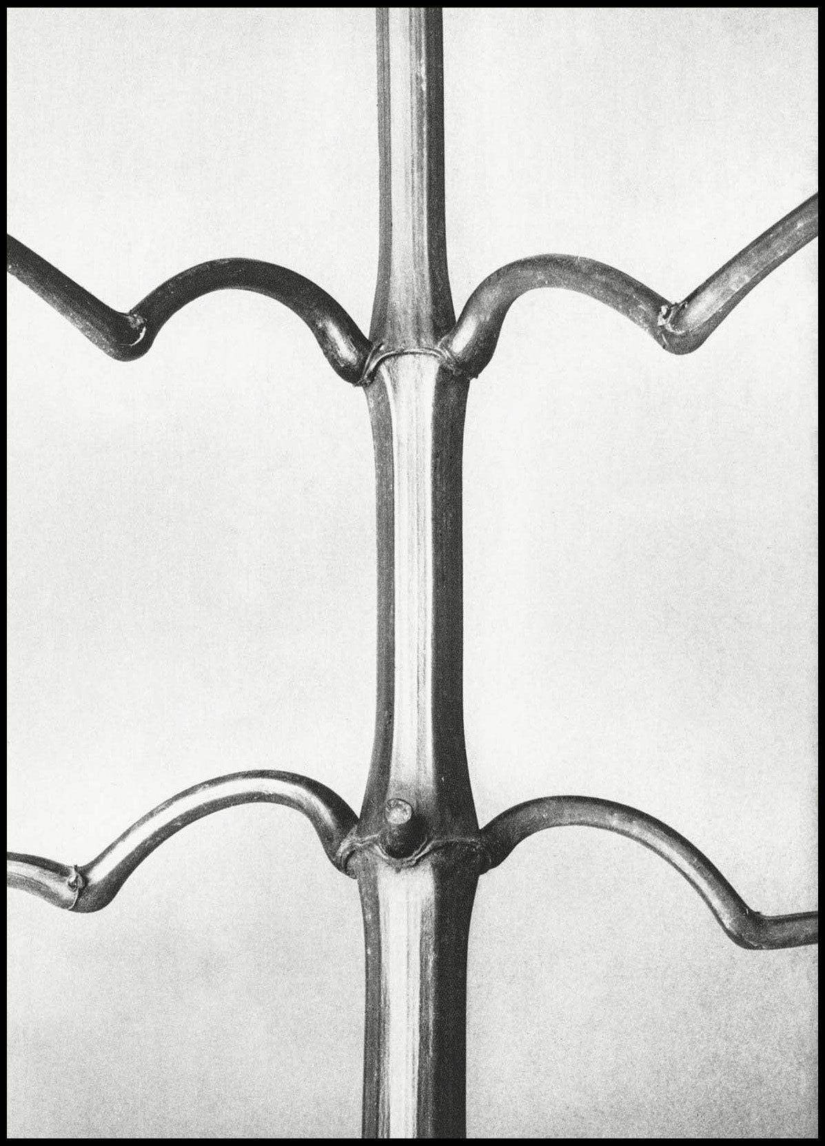 Karl Blossfeldt - Impatiens Glanduligera - Hakyarts