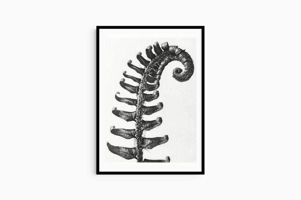 Karl Blossfeldt - Polystichum Munitum - Hakyarts