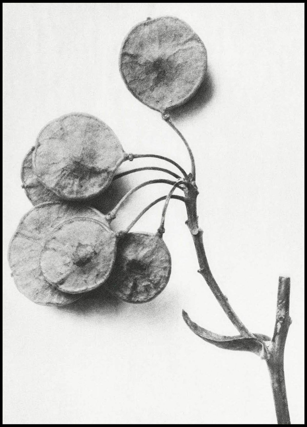 Karl Blossfeldt - Ptelea Trifoliata - Hakyarts