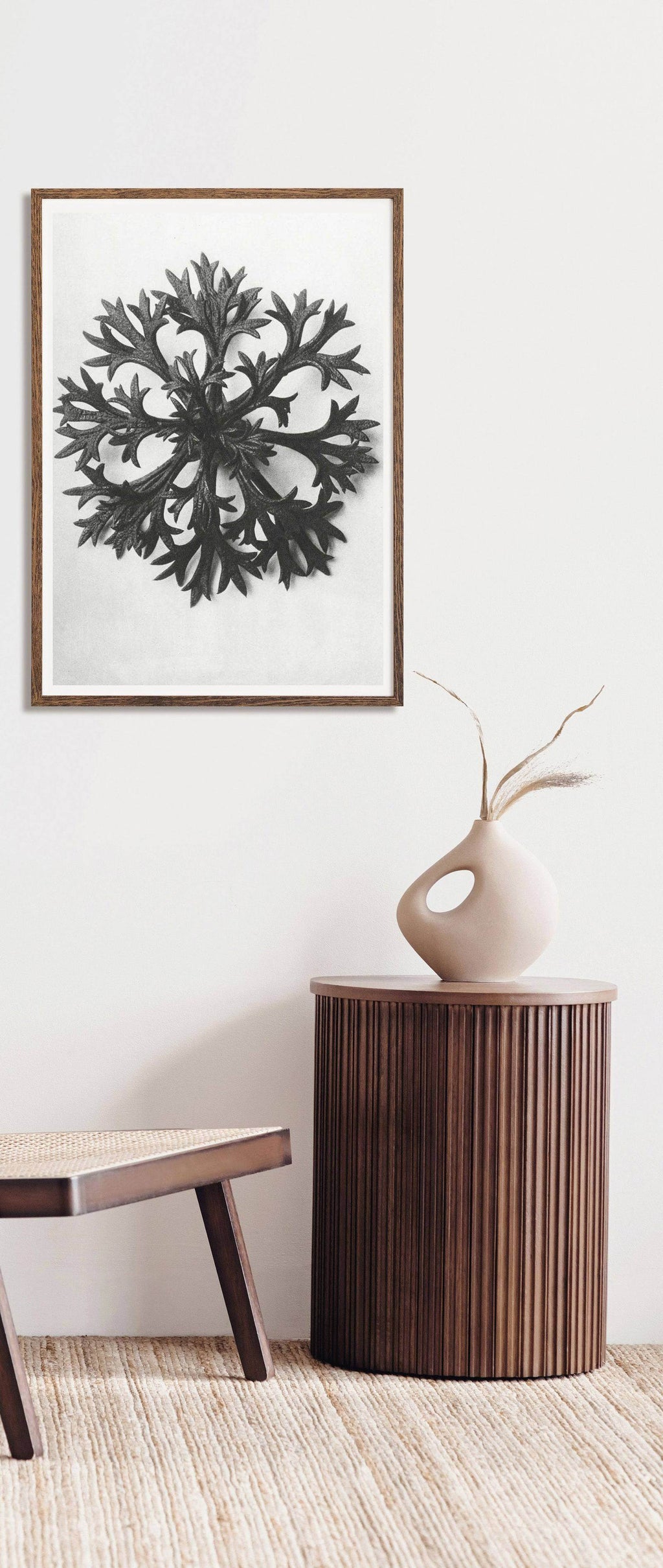 Karl Blossfeldt - Saxifraga Aizoon - Hakyarts