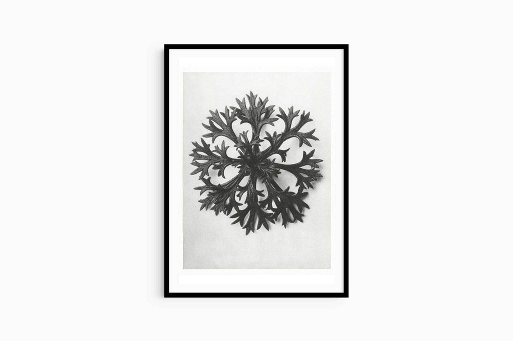 Karl Blossfeldt - Saxifraga Aizoon - Hakyarts