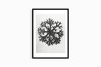 Karl Blossfeldt - Saxifraga Aizoon - Hakyarts