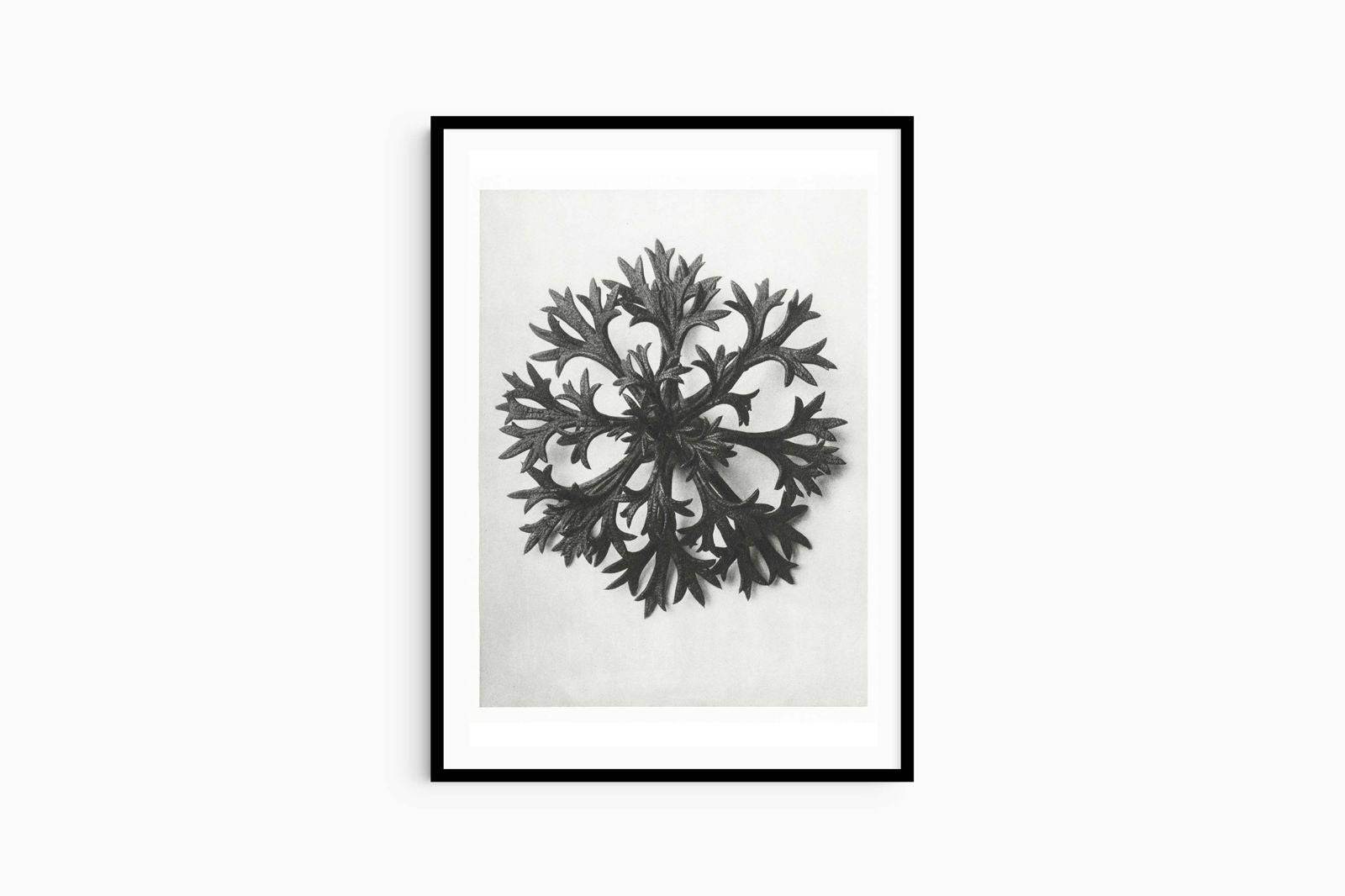 Karl Blossfeldt - Saxifraga Aizoon - Hakyarts