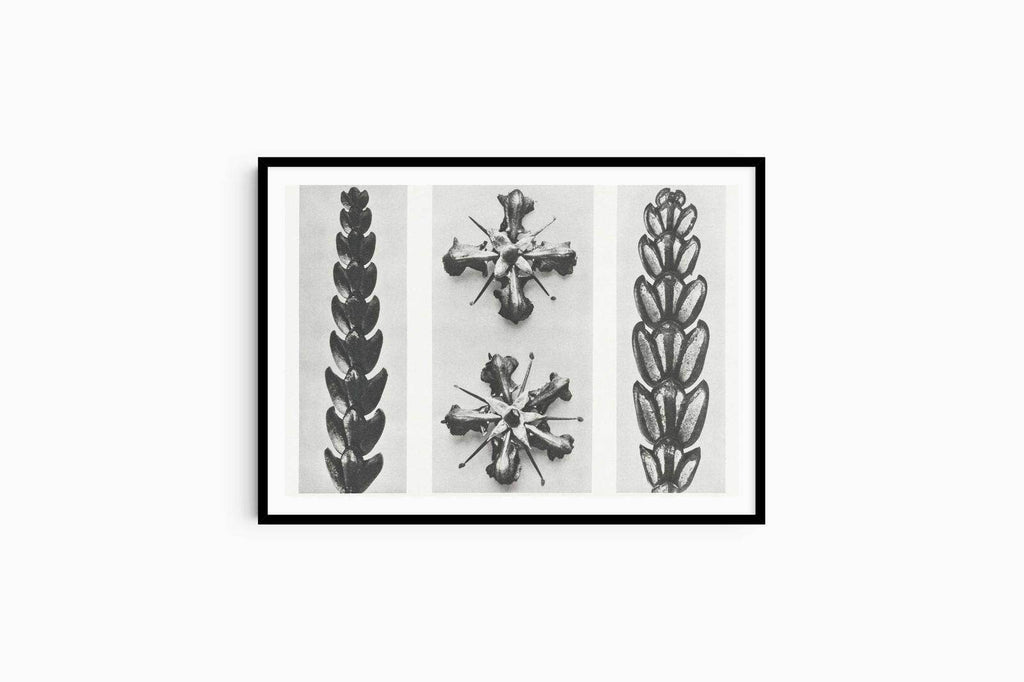 Karl Blossfeldt - Thujopsis Dolobrata - Hakyarts