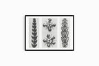 Karl Blossfeldt - Thujopsis Dolobrata - Hakyarts