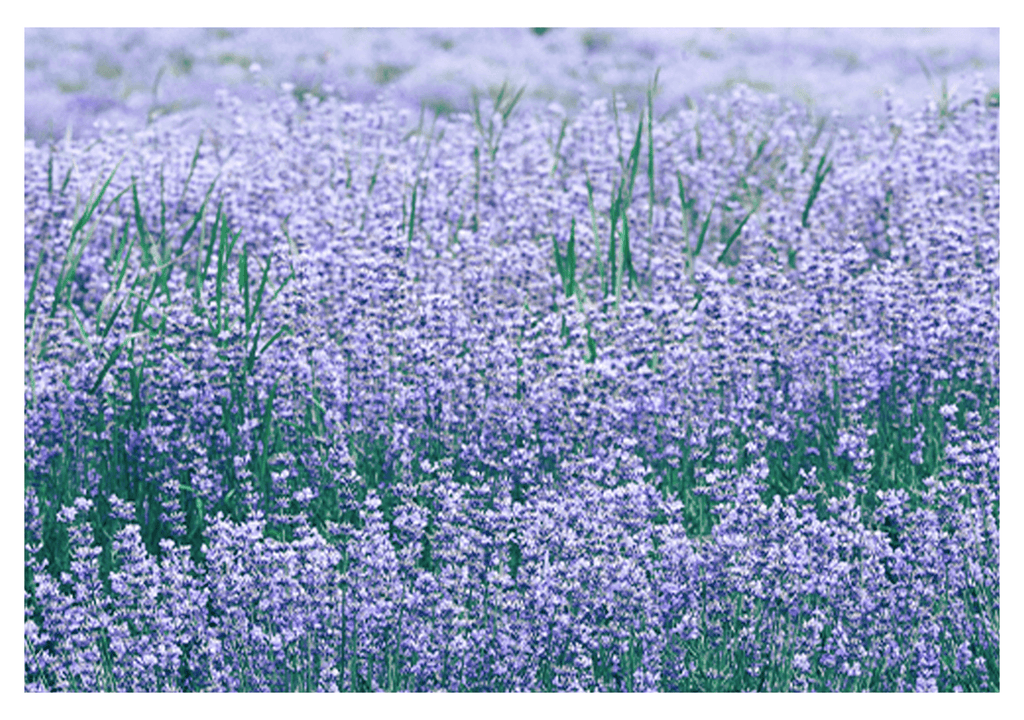Lavender Field Poster - Hakyarts