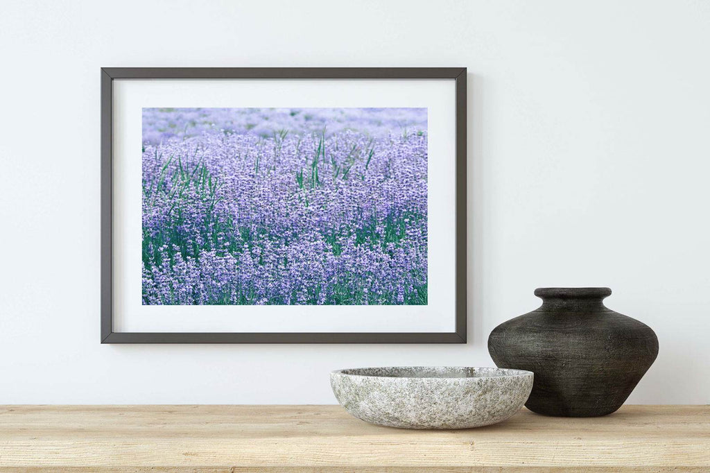 Lavender Field Poster - Hakyarts
