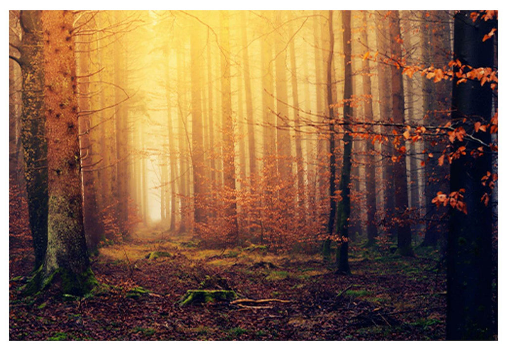 Light In The Forest Poster - Hakyarts