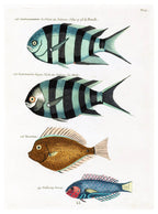 Louis Renard - Poissons Plate 33 Poster - Hakyarts