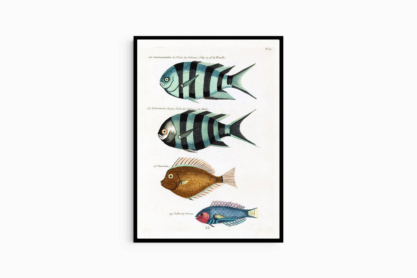 Louis Renard - Poissons Plate 33 Poster - Hakyarts