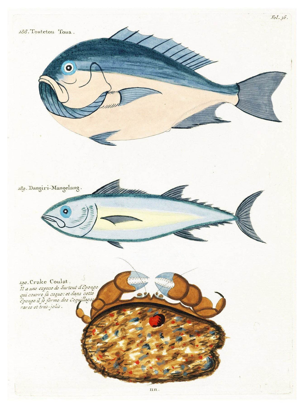Louis Renard - Poissons Plate 36 Poster - Hakyarts