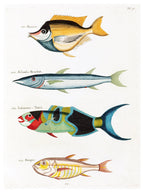 Louis Renard - Poissons Plate 40 Poster