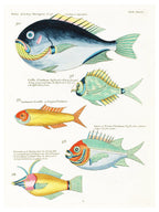 Louis Renard - Poissons Plate 62 Poster