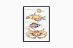 Louis Renard - Poissons Plate 77 Poster
