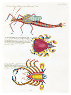 Louis Renard - Poissons Plate 81 Poster
