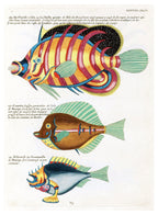 Louis Renard - Poissons Plate 82 Poster