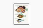 Louis Renard - Poissons Plate 82 Poster