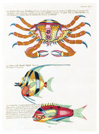 Louis Renard - Poissons Plate 84 Poster