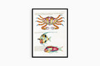 Louis Renard - Poissons Plate 84 Poster
