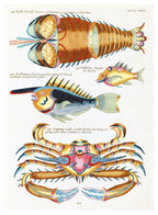 Louis Renard - Poissons Plate 90 Poster