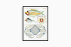 Louis Renard - Poissons Plate 91 Poster