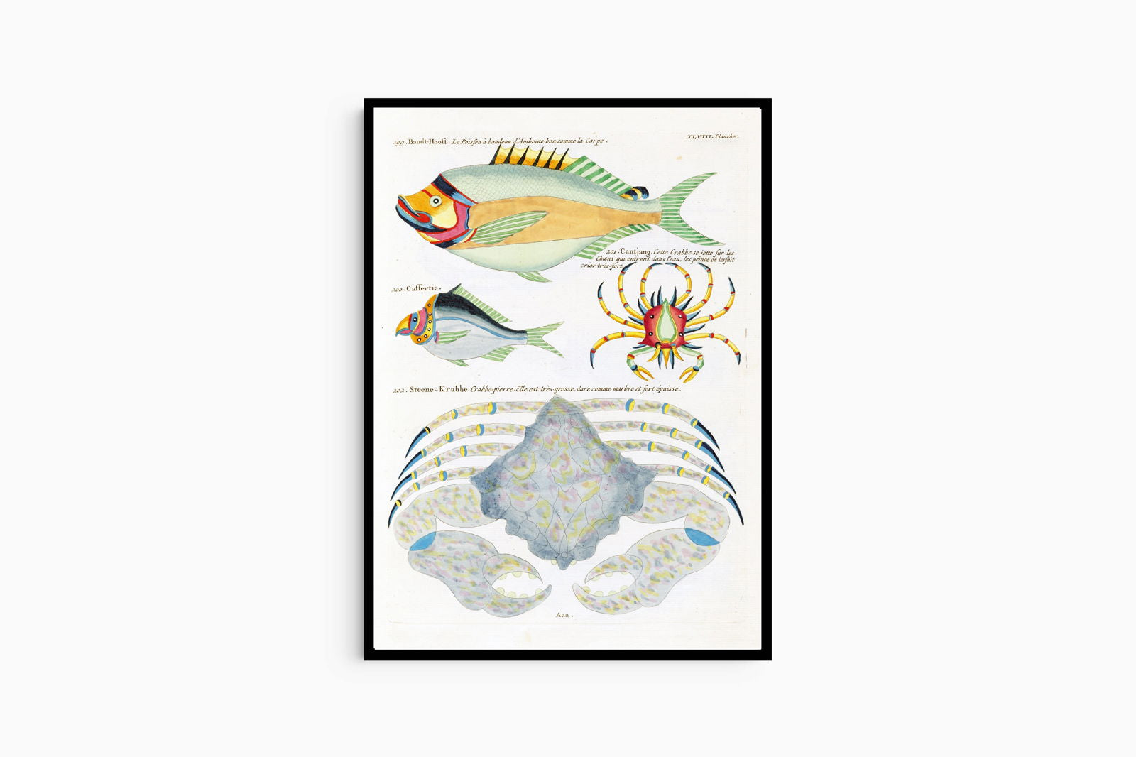 Louis Renard - Poissons Plate 91 Poster