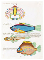 Louis Renard - Poissons Plate 93 Poster