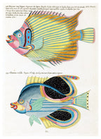 Louis Renard - Poissons Plate 99 Poster