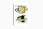 Louis Renard - Poissons Plate 99 Poster