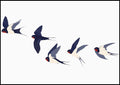 Magpie