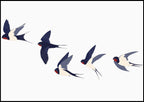 Magpie