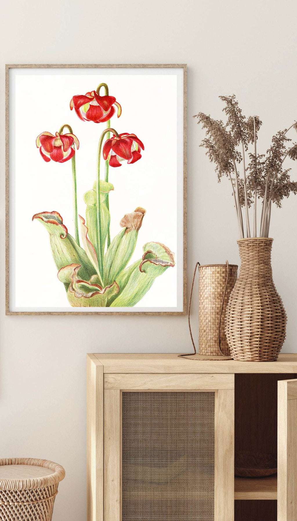 Mary Vaux Walcott - Pitcherplant - Hakyarts