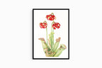 Mary Vaux Walcott - Pitcherplant - Hakyarts