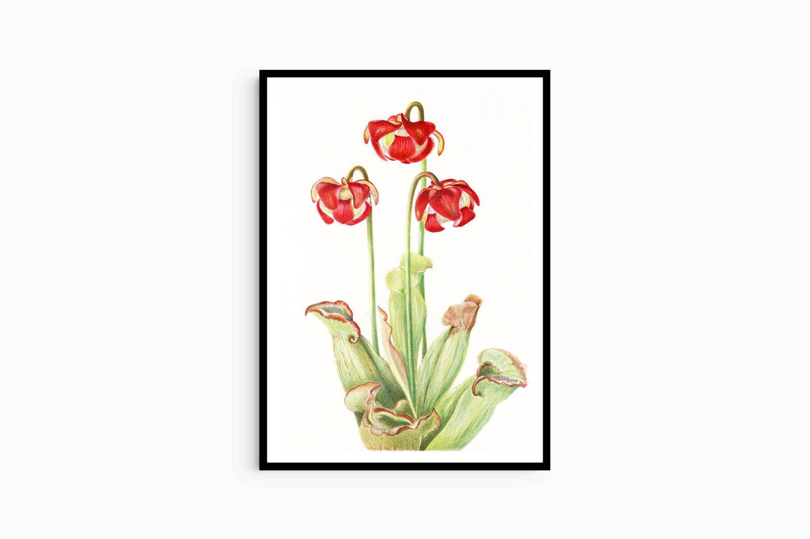 Mary Vaux Walcott - Pitcherplant - Hakyarts