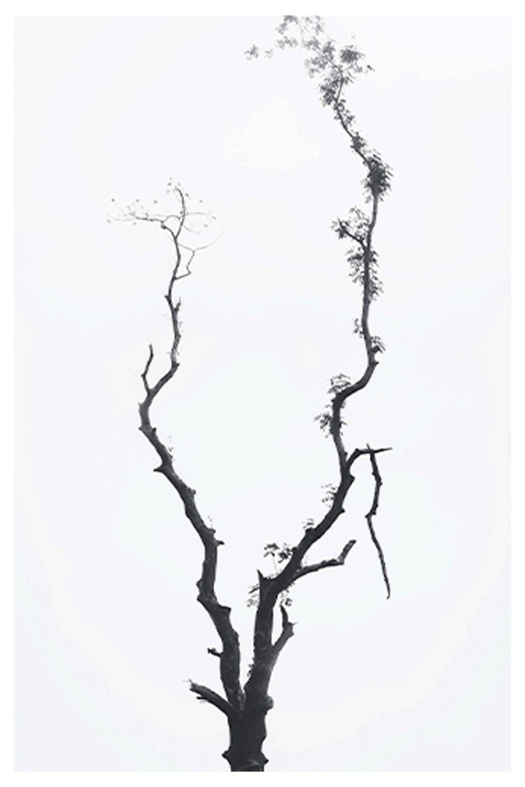 Set of 2 Modern Botanical & Inspirational Wall Art Prints – Minimal Tree & Be Limitless Gallery Set