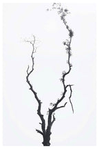 Set of 2 Modern Botanical & Inspirational Wall Art Prints – Minimal Tree & Be Limitless Gallery Set