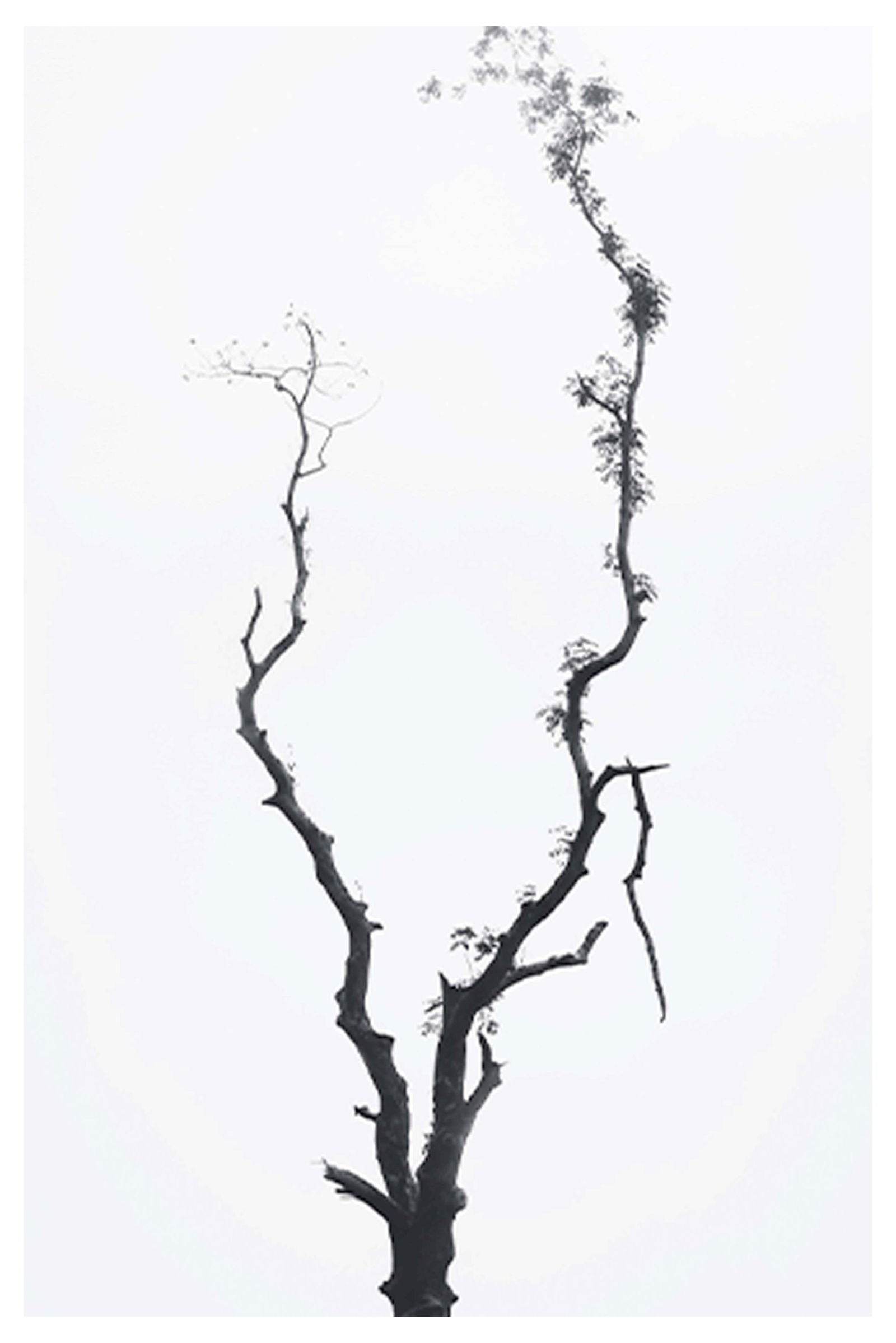 Set of 2 Modern Botanical & Inspirational Wall Art Prints – Minimal Tree & Be Limitless Gallery Set