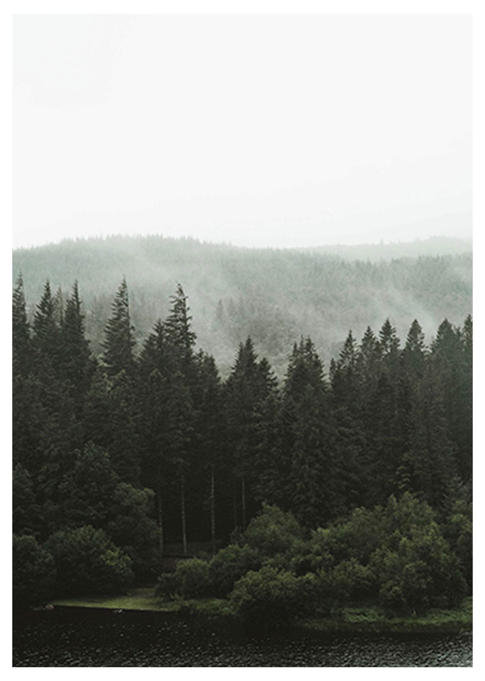 Misty Forest Poster - Hakyarts