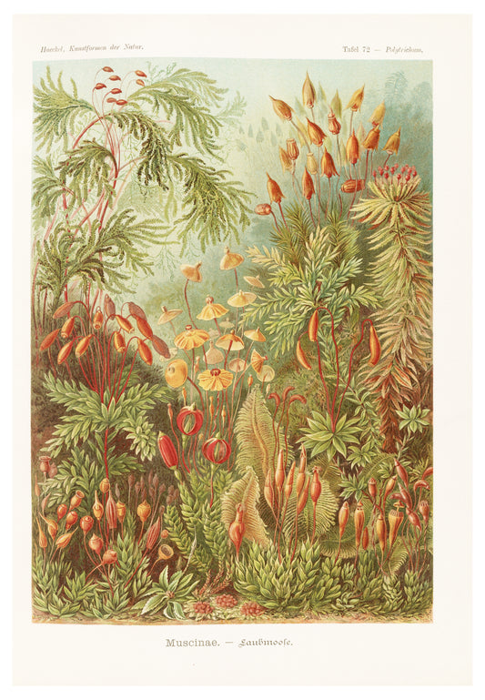 Ernst Haeckel - Muscinae 'Laubmoose'