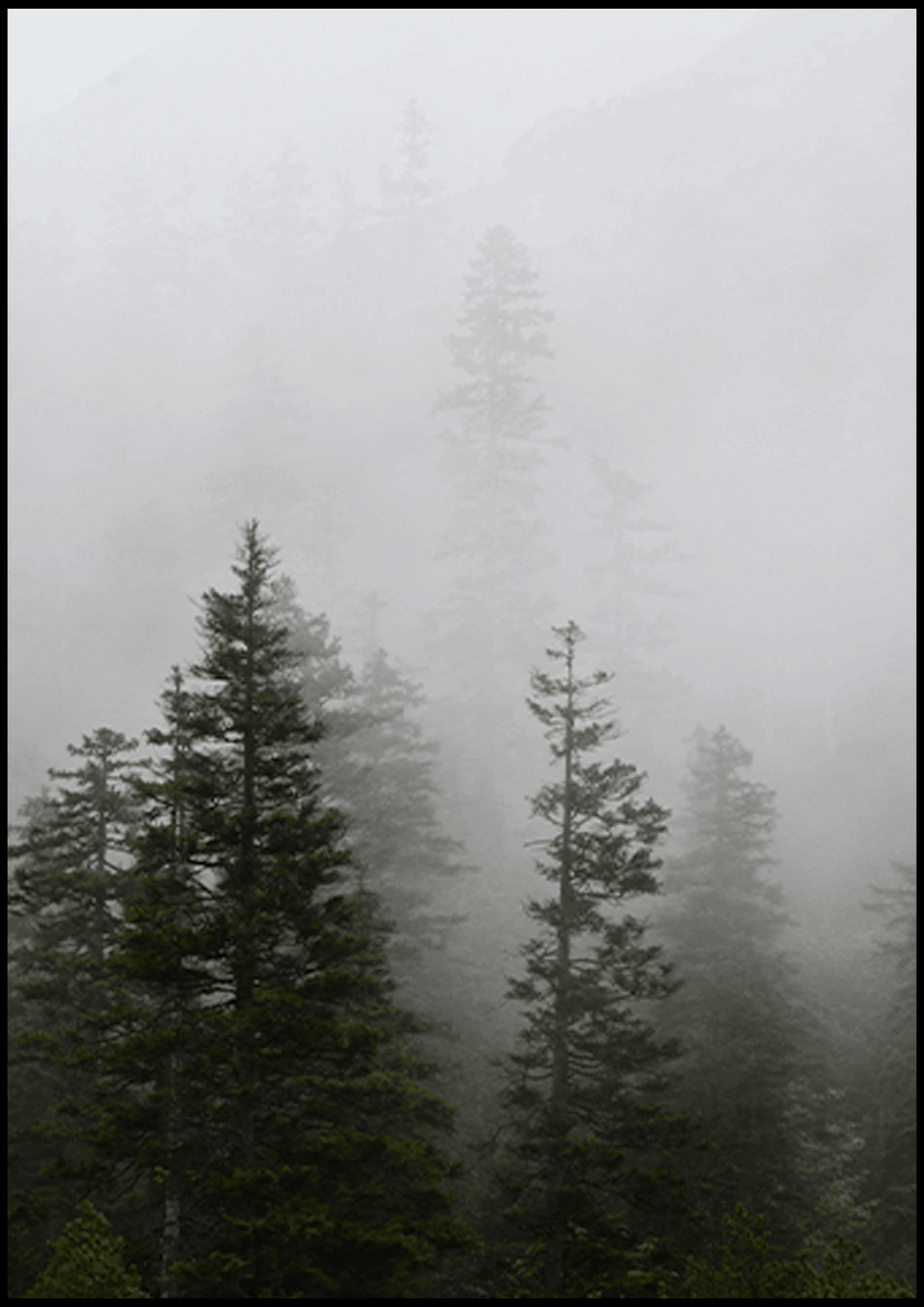 Mystery Forest Poster - Hakyarts