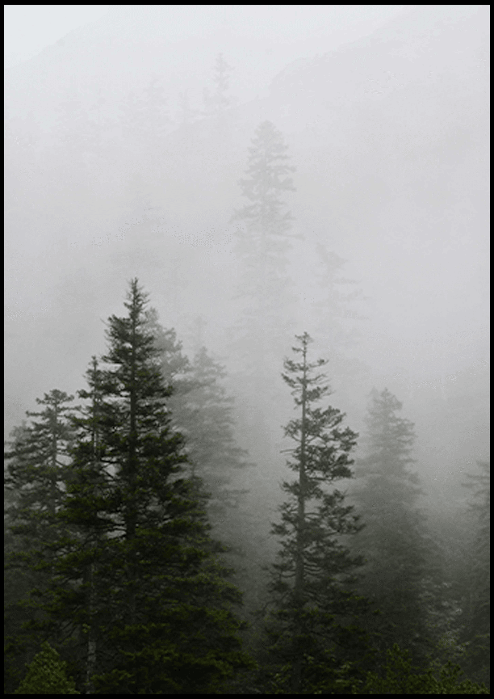 Mystery Forest Poster - Hakyarts