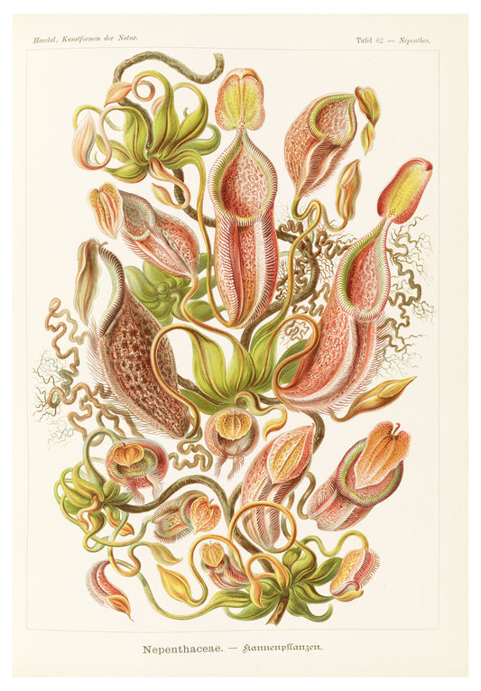 Ernst Haeckel - Nepenthaceae 'Kannenpflanzen'